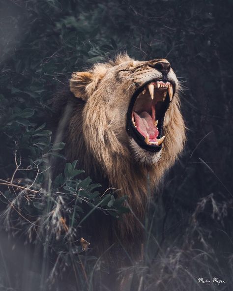 Breaking the Darkness .// Have you ever heard a Lion roar?It seems like a basic question with a yes or no answer. But it goes so much… Lion Snarling, Wallpapers Lion, Kate Daniels, Lion Roar, Kitty Aesthetic, Jungle Lion, Wild Animal Wallpaper, Lion Love, Wild Tiger