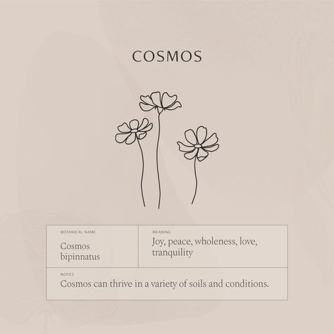 Cosmos Flowers Quotes, Cosmos Flower Finger Tattoo, Cosmos Minimalist Tattoo, Cosmos Flower Tattoo With Name, Marigold Tattoo Meaning, Meaning Of Cosmos Flower, Tranquil Tattoo Ideas, Small Cosmos Tattoos, Cosmos Flower Sketch