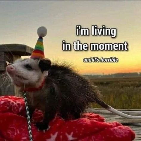 Possum Memes, Ikea Alien, Crazy Raccoon, Cursed Stuff, Trash Pandas, Raccoon Art, Awesome Possum, Fall Business, Reaction Images