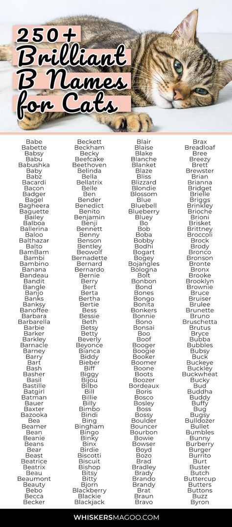 250+ Brilliant B Names for Cats - From Basil to Boots, Bandit, Binx, Bambi, Bubbles, Bella, and more, check out over 250 brilliant B names for cats right here! #catnames #bnames Cute Names For Kittens, Brown Cat Names, B Names For Girls, Cats Name, Names For Cats, Cat Names Girl, Pet Names For Girls, Cute Names For Cats Kittens, Name For Kittens