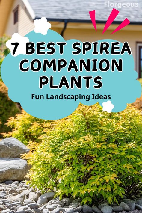 7 Best Spirea Companion Plants Spirea Magic Carpet, Goldmound Spirea Landscaping, Candy Corn Spirea Landscaping, Butterfly Bush Companion Plants, Spirea Companion Plants, Spirea Bush Landscaping, Spirea Landscaping, Gold Mound Spirea, Snowmound Spirea