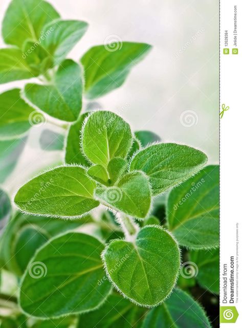 Greek Oregano, Oregano Plant, Student Portfolio, Culinary Herbs, Portfolio Template, Planting Herbs, The Plant, Fresh Herbs, Oregano