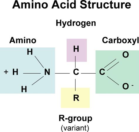 This is the structure of an amino acid, the monomer that makes up proteins. Biochemistry Notes, Carboxylic Acid, Amino Acid Supplements, Nucleic Acid, Diagram Design, Organic Chemistry, Amino Acid, Anatomy And Physiology, Biochemistry