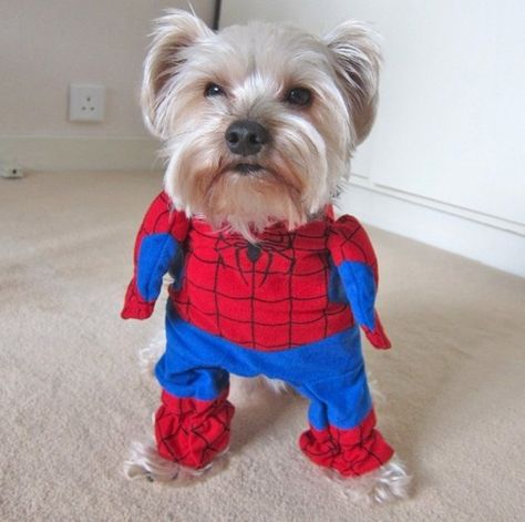 Spider-dog! So cute! Spider Dog, Hoodie Romper, Puppy Costume, Cat Clothing, Superhero Costume, Spiderman Costume, Funny Costumes, Pet Dress, Dog Halloween Costumes