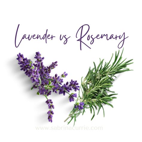 West Coast Kitchen, Coast Kitchen, Lavandula Officinalis, Lavender And Rosemary, Rosemary Plant, Lavender Cottage, Lavender Rosemary, Herbs De Provence, Culinary Herbs