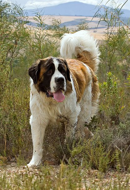 #SaintBernard Saint Bernard Photography, Cujo Dog, St Bernards, Saint Bernards, Big Dog Breeds, St Bernard Dogs, Bernard Dog, Dream Dog, Dog Clothing