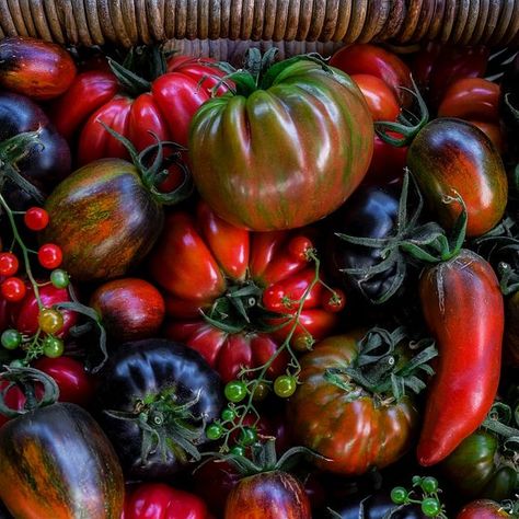 2025 Inspiration, Tomato Color, Food Flatlay, Harvest Basket, Color Vibe, Heirloom Tomato, Still Life Photos, Sweet Summertime, Flatlay Styling