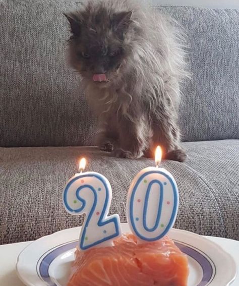 Cat Birthday Funny, Cat Celebrating, Cat Species, Birthday Meme, 20th Birthday, Happy B Day, Cat Birthday, Cats Cute, About Cats