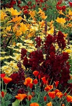 GAP Gardens - Detail of hot border at West Dean in August.   Hemerocallis, Argyranthemum 'Frutenscen Hot Color Garden, Colourful Gardens, Garden In Pots, Eschscholzia Californica, Red Chief, Backyard Garden Diy, Minimalist Garden, Potager Garden, Gravel Garden