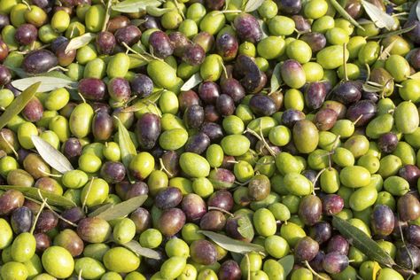 How to Grow an Olive Tree From a Seed | Hunker Sweet Olive Tree, Olive Tree Garden, How To Grow Olives, Olive Tree Care, Olive Trees Garden, Growing Olive Trees, Tree Garden, Fall Garden Vegetables, Recycled Garden