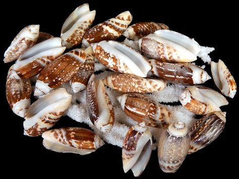 Click here to go back Olive Shell, Coral Lamp, Hermit Crab Shells, Shark Jewelry, Red Coral Jewellery, Types Of Shells, Crab Shells, Shell Mirror, Glass Floats