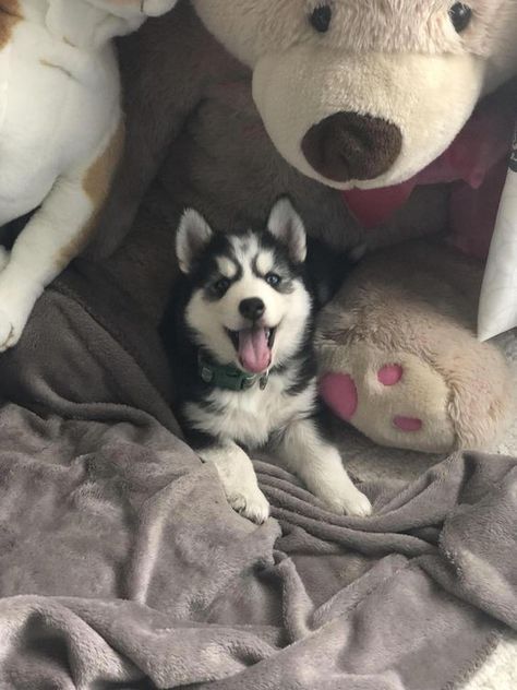 A Husky, Stuffed Animals, A Dog, Husky, Bed, Animals