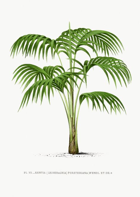 Palm Tree Illustration, Vintage Palm Tree, Palm Tree Drawing, Kentia Palm, Tropical Trees, Print Design Art, Tropical Tree, Line Work, Tree Illustration