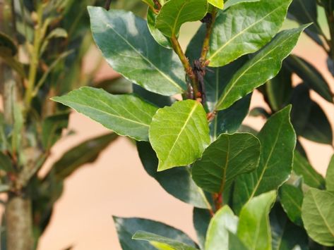 Bay Leaf Plant, Bay Leaf Tree, Laurel Shrub, Bay Laurel Tree, Artemisia Absinthium, Dried Bay Leaves, Bay Laurel, Laurel Tree, Laurus Nobilis