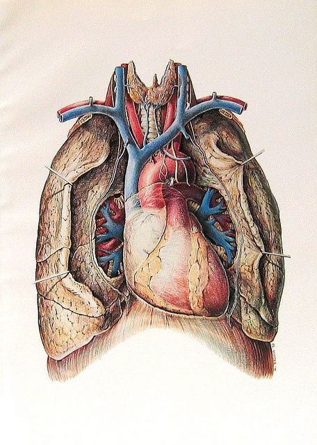 Heart and lungs Heart Medical Illustration, Heart Anatomy Drawing, A Human Heart, Human Heart Anatomy, Anatomy Illustration, The Human Heart, Heart Anatomy, Human Body Anatomy, Heart And Lungs