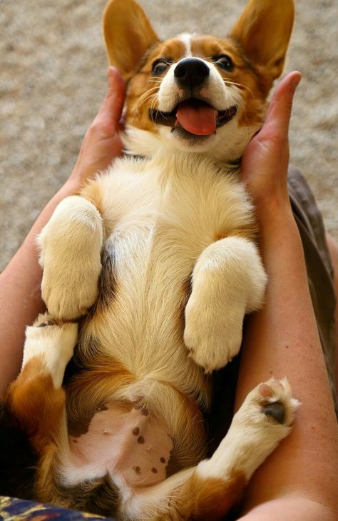 Diary of corgis Cowboy Corgi, Dogs Smiling, Corgi Pictures, Welsh Corgi Puppies, Corgi Butts, Caption This, Puppy Lover, Silly Dogs, Cute Corgi