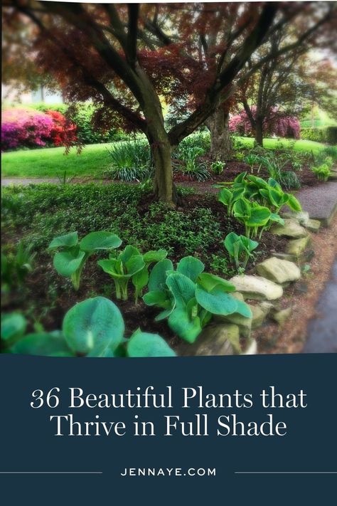 36 Beautiful Plants that Thrive in Full Shade Plants That Thrive In Shade, Deep Shade Plants, Full Shade Landscaping, Full Shade Perennials, Full Shade Plants, Shade Landscaping, Texas Plants, Shade Tolerant Plants, Shade Garden Design