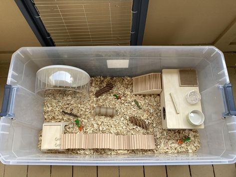 Hamster Bin Cage Ideas, Hamster House Ideas, Kandang Hamster, Bin Cage, Hamster Bin Cage, Mouse Cage, Hamster Diy, Hamster Habitat, Hamster Care