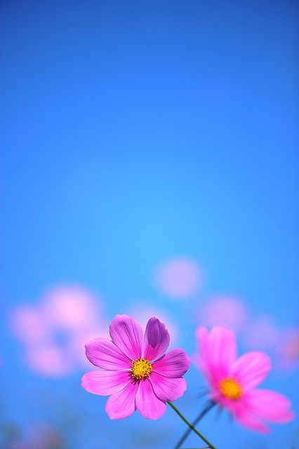 Crisp Autumn Flowers Edit, Flowers Photography Beautiful, Mixing Colors, Cosmos Flowers, Gerber Daisies, 수채화 그림, Trendy Flowers, Photography Wallpaper, 판타지 아트