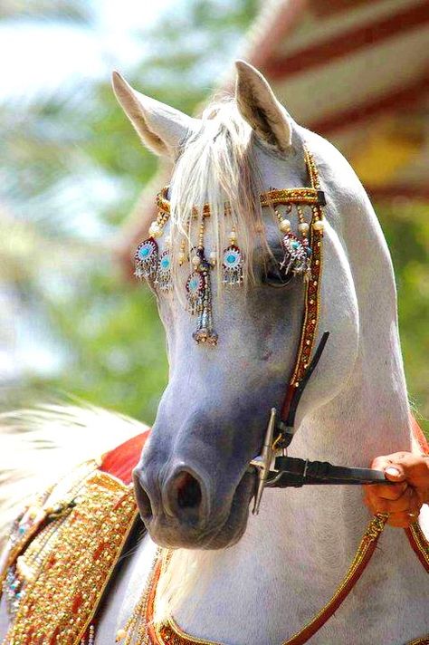 Now THIS is "Horse Jewelry"!!!   Cool!!! Cai Arabi, Ahal Teke, Equestrian Gifts, Majestic Horse, All The Pretty Horses, Horse Crazy, White Horses, Arabian Horse, Pretty Horses