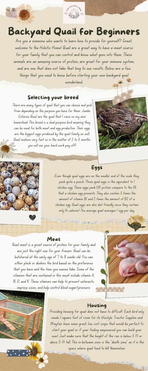 Quail Coop Ideas Diy Outdoor, Diy Quail Coop Simple, Quail Run Ideas, Keeping Quail Indoors, Quail Cage Ideas, Diy Quail Waterer, Indoor Quail, Indoor Quail Coop, Quail Ground Pen