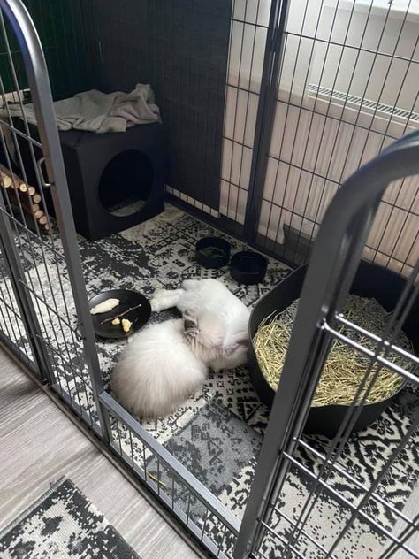 Backyard Livestock, Bunny Hutches, Pet Bunny House, Bunny Enclosure, Bunny Run, Indoor Bunny, English Angora Rabbit, Rabbit Pen, Rabbit Enclosure