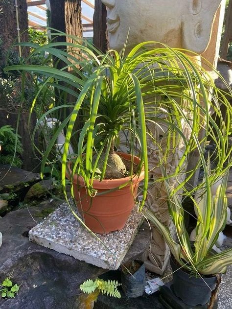 How to Grow Spider Plant as a Tree | Balcony Garden Web Spider Plant Pot Ideas, Spider Plant Decor, How To Grow Spider Plants, Spider Plant Bonsai, Tree Balcony, How To Care For A Spider Plant, How To Care For Spider Plants, Plant Training, Large Spiders