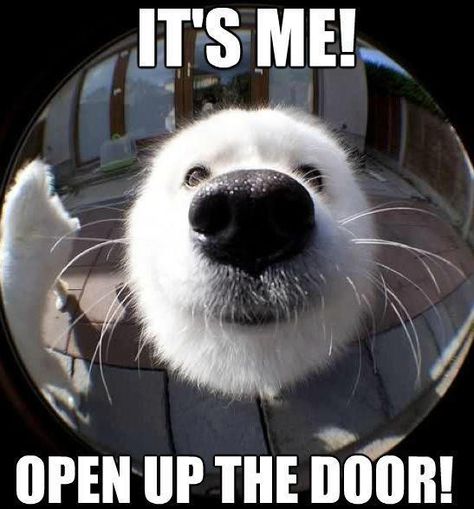 Dog with his nose up near the peep hole: It's me! Open up the door! Airedale Terrier, Smiling Dogs, Cane Corso, Animal Quotes, Funny Animal Pictures, Dog Memes, Cocker Spaniel, Animal Memes, Cute Funny Animals