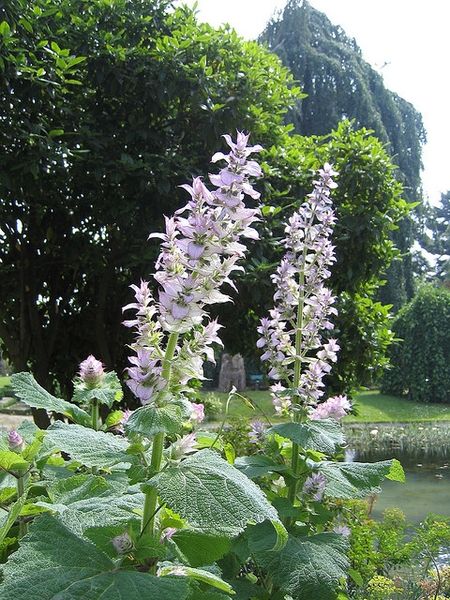 Clary Sage Plant, Pollinator Garden Design, Broadleaf Evergreen, Sage Plant, Soil Texture, Salvia Sclarea, Longwood Gardens, Clear Eyes, Pollinator Garden