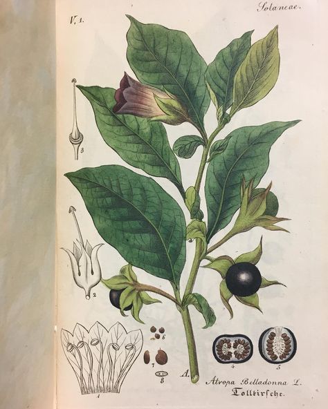 Deadly Nightshade, Deadly Nightshade Illustration, Belladonna Flower, Herb Tattoo, Book Inspired Tattoos, Poison Garden, Garden Line, Engraving Tattoo, Science Illustration