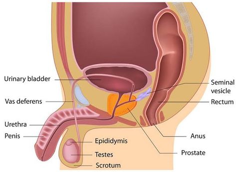 Male Reproductive System, Prostate Gland, Prostate Health Men, Anatomy Medical, Health Essentials, Basic Anatomy And Physiology, Neet Exam, Female Reproductive System, Human Body Anatomy