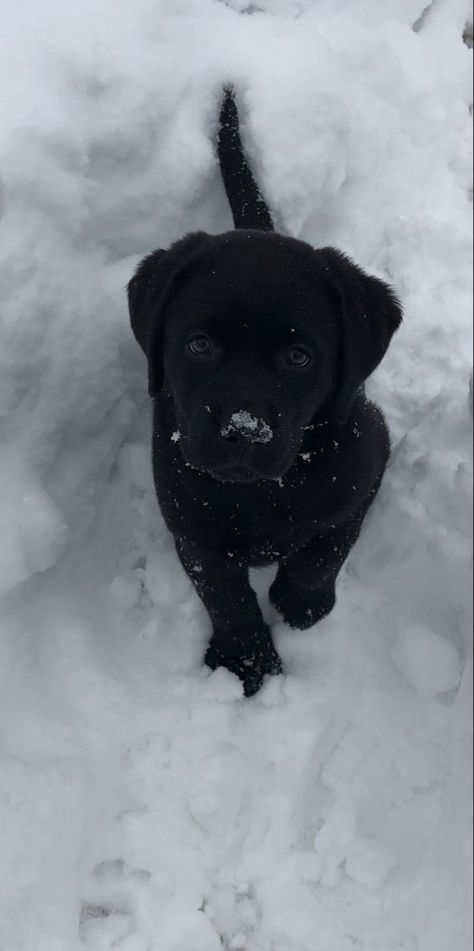 Dogs Black Aesthetic, Black Puppies Aesthetic, Black Lab Puppies Aesthetic, Black Retriever Aesthetic, Puppy Black Labrador, Black Labrador Puppy Cute, Labrador Black Puppy, Black Retriever Puppy, Black Labs Puppy