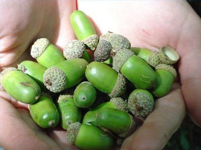 How to Plant Acorns in a Pot How To Plant Acorns, Oak Tree Meaning, Bur Oak Tree, Oak Trees Landscaping, Country Style Living Room, Outside Plants, Gardens Of The World, Best Indoor Plants, Wild Plants