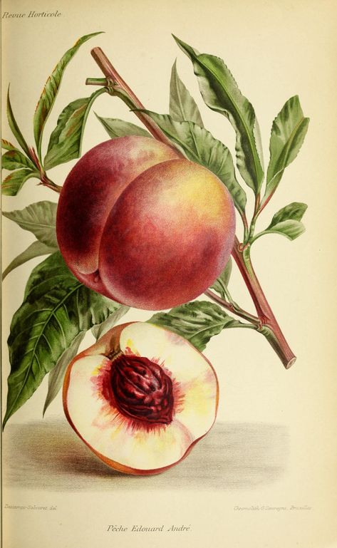 Vintage Botanical Illustration, Room Decor Vintage, Peach Art, Birds Of America, Botanical Illustration Vintage, Illustration Botanique, Fruit Illustration, Wall Art Room Decor, Vintage Drawing