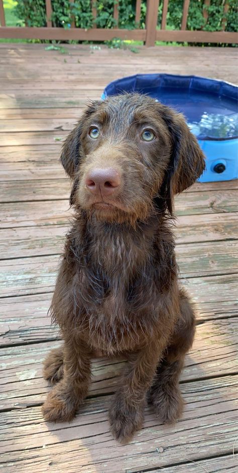 Sadie loves pool time! Labradoodle #doodle #puppies #labradoodle Labradoodle Retriever, Chocolate Labradoodle Puppy, Puppies Labradoodle, Brown Labradoodle, Chocolate Labradoodle, Labradoodle Puppies, Doodle Puppies, Labradoodle Dogs, Labradoodle Puppy