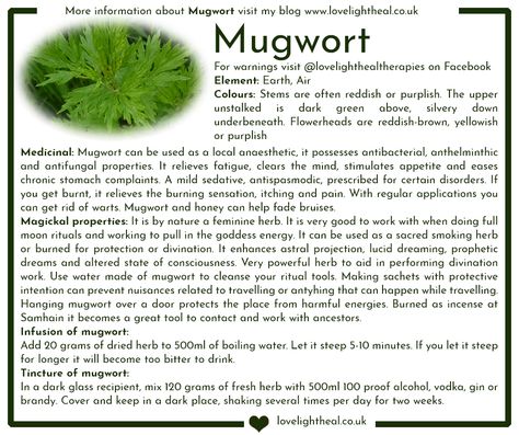 Mugwort Image Herbs For Curses, Mugwort Magical Properties, Mugwort Tea Benefits, Mugwort Tea Recipe, Skullcap Magical Properties, Motherwort Magical Properties, Mugwort Witchcraft, Mugwort Benefits, Benefits Of Mugwort