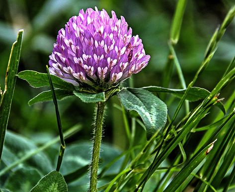 Purple clover Purple Clover, Nature Sketch, Sketchbook Cover, Clover Flower, Native American Indians, Drawing Reference, Drawing Tutorial, Tattoos For Women, Wild Flowers