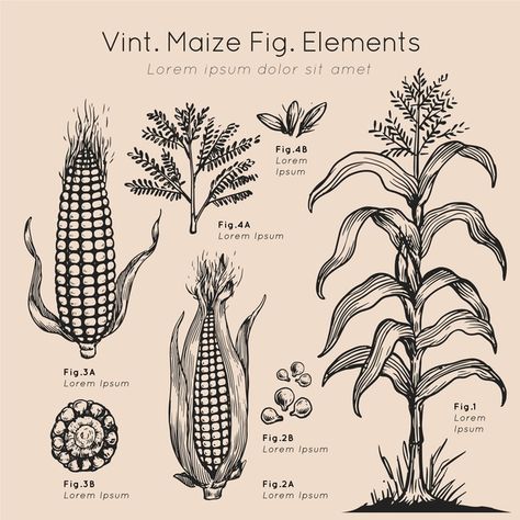 Maize Plant Drawing, Corn Plant Illustration, Corn Plant Drawing, Corn Tattoo, Maize Plant, Flor Tattoo, Tropical House Plants, Corn Plant, Flower Silhouette