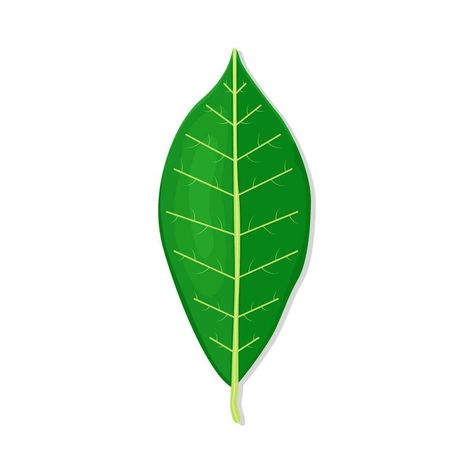 mango leaf illustration Mango Leaf, Mango Leaves, Diy Crafts Love, Leaf Illustration, Leaf Drawing, Wedding People, Heart Tree, Cityscape Photos, Logo Banners