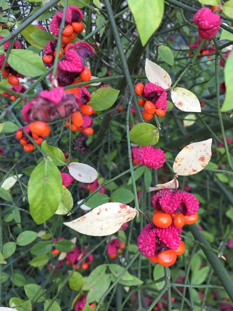 Euonymus americanus (Hearts A'busting, Strawberry Bush) | North Carolina Extension Gardener Plant Toolbox Strawberry Bush, Black Walnut Tree, Soil Texture, Tree Seedlings, Fruits Photos, Garden Area, Yellow Springs, Leaf Coloring, Fall Plants