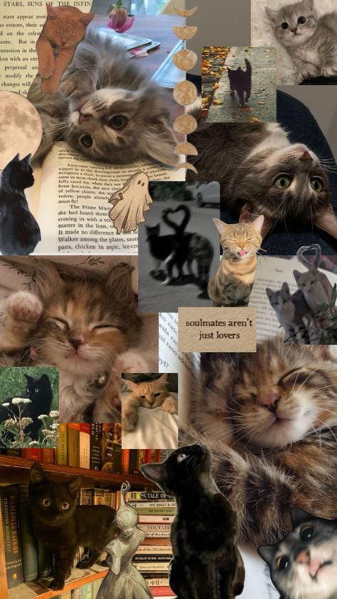 Cats Collage Wallpaper, Cat Collage Aesthetic, Cat Screensaver, Cat Background Wallpapers, Wallpaper Backgrounds Cat, Iphone Wallpaper Kitten, Cute Kittens Wallpaper, Cat Collage Wallpaper, Kitty Cat Wallpaper