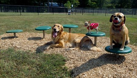 Stepping Paws | Dog Park | Dog Exercise Equipment at BYO Recreation. Dog Park Equipment, Dog Agility Course, Dog Jumping, Dog Equipment, Agility Training For Dogs, Dog Playground, Dog Exercise, Agility Training, Dog Adventure