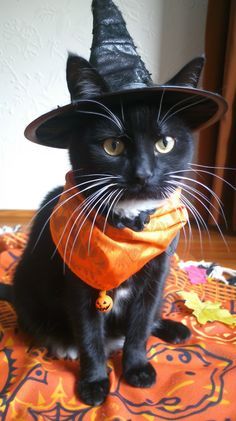 The Church's official condemnation of black cats led to their association with another one of the most prevalent Halloween symbols: the witch... Black Cat With Witch Hat, Cat With Witch Hat, Large Domestic Cat Breeds, Largest Domestic Cat, Domestic Cat Breeds, Cat Lead, Halloween Symbols, Cat Halloween Costume, Kinds Of Cats