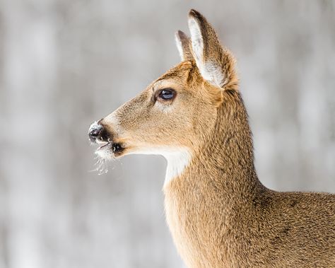 Bucks Tattoo, Deer Profile, Deer Jumping Photography, Dear Photograph, Deer Photography Close Up, Whitetail Deer Reference Photos, Buck Antlers, Buck Hunting, Deer In Forest Aesthetic