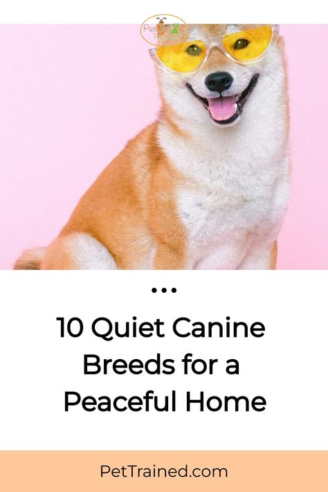 Smiling dog wearing yellow sunglasses with text: "10 Quiet Canine Breeds for a Peaceful Home - PetTrained.com". Quiet Dog Breeds, Rainy Day Games, Quiet Nature, Top 10 Dog Breeds, Tranquil Home, Paw Protector, Scottish Deerhound, Peaceful Home, Small Breed