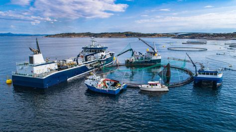 Salmon fish farm in Norway Different Types Of Turtles, Different Types Of Sharks, Norwegian Salmon, Fishing Activities, Ways To Conserve Water, Types Of Monkeys, Types Of Sharks, Salmon Farming, Sustainable Fishing