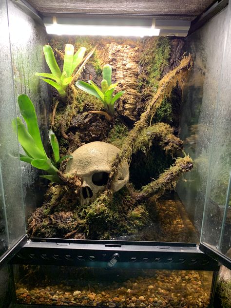 Tarantula Enclosure Aesthetic, Gothic Reptile Enclosure, Ghost Mantis Terrarium, Pet Spider Tank, Goth Snake Enclosure, Bioactive Jumping Spider Enclosure, Jumping Spider Terrarium Ideas, Tarantula Enclosure Ideas Terrestrial, Spider Terrarium Ideas