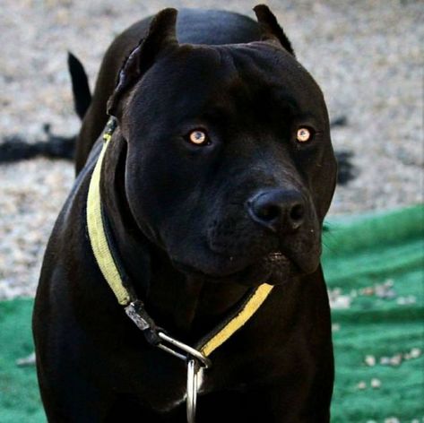 They are good (panther) dogs, Brent.  - Album on Imgur Black Pitbull, Bully Breeds Dogs, Bully Dog, Pitbull Puppies, Bully Breeds, American Bully, Pit Bulls, Cane Corso, Pitbull Dog