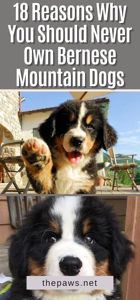 Funny Bernese Mountain Dog Memes, Mountain Dogs Bernese, Bernie Mountain Dog, Bernese Mountain Puppies, Mountain Bernese Puppy, Bernese Mix Dogs, Bermease Mountain Dog, Bernie’s Mountain Dog Puppy, Great Bernese Mountain Dog