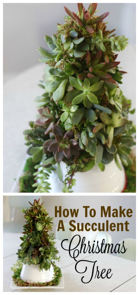 Christmas Tree Video, Succulent Christmas Tree, Succulent Christmas, Succulent Printable, Tree Video, Christmas Tree Plant, Succulent Pumpkin, Succulent Tree, Easy Gardening